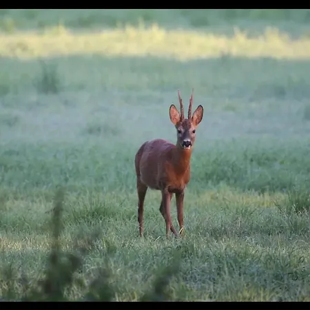 Vakantiehuis Echobay Nr 2 - Child-friendly House Close To The Jerup